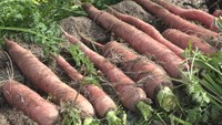 しっとりした甘さの「金時ニンジン」　収穫のピーク迎える　香川・坂出市