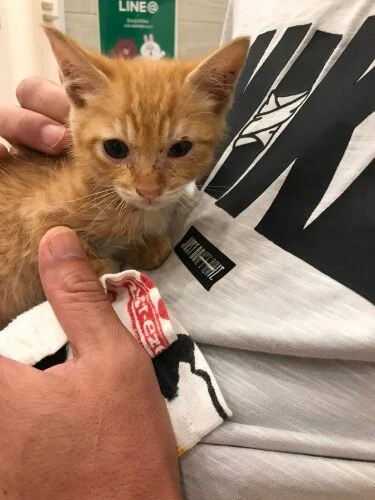 家にきたころの「ふく」