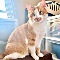 2歳になったミミちゃん（画像提供：neko好きさん）