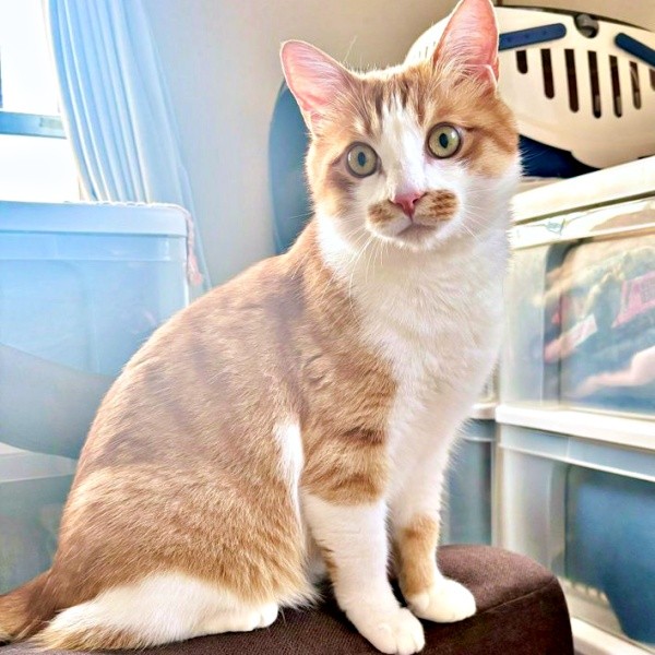 2歳になったミミちゃん（画像提供：neko好きさん）