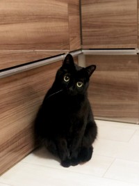 「ここにいるニャ…」と、飼い主さんに存在をアピールしているよう（画像提供／黒猫のこねろくさん）