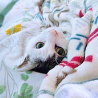 あたたかい布団にくるまってくつろぐグミちゃん（画像提供：山口夏実さん）