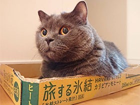 箱好き、やっぱり入っちゃう　ブリショーの「空」