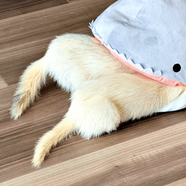 サメがパクリ！？ （手前）フェレットのめーさん、（奥）るーさん（画像提供：うたちゅん 夫婦共同どうぶつ垢さん）