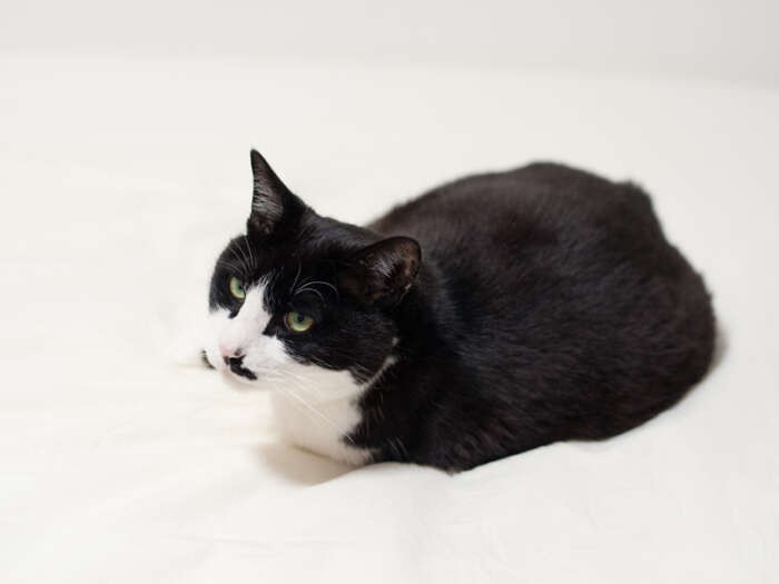 「なに？このベッドの上は禁煙だ？」（小林写函撮影）
