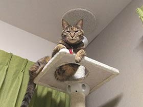 キャットタワーの上でまったり　保護猫の「サクラ」