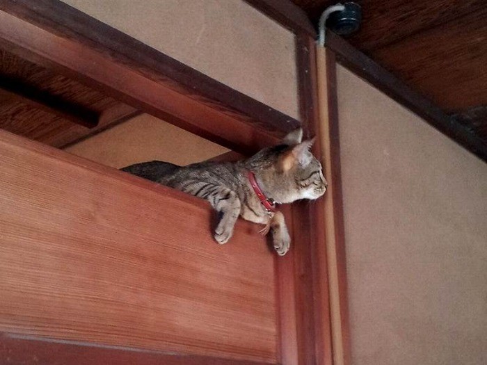 高いところに登る時は、経路を考える