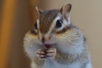 にこ（ビッケちゃん）