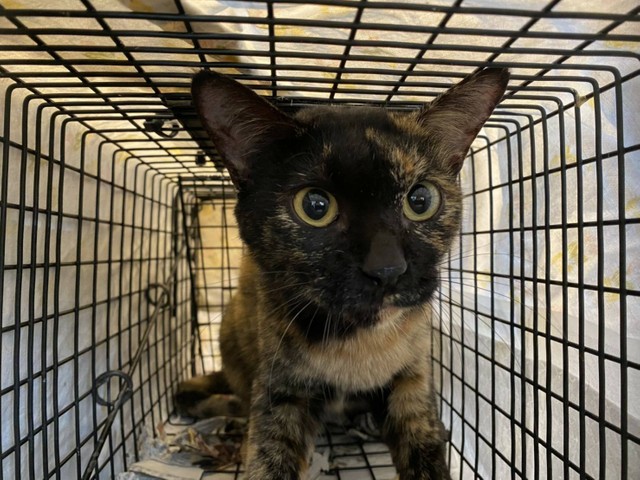 不妊手術を終えて里親募集中の娘さんたち （写真提供：アニマルレスキューたんぽぽ）