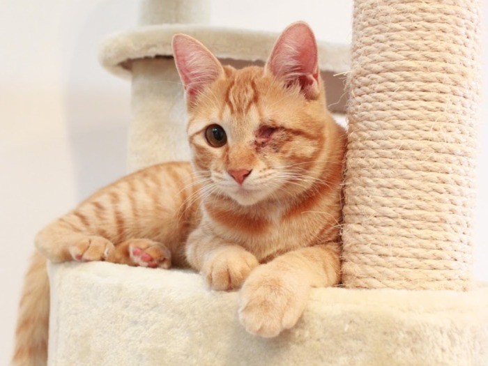 あと３日で手術。病院にお泊まりするんだって