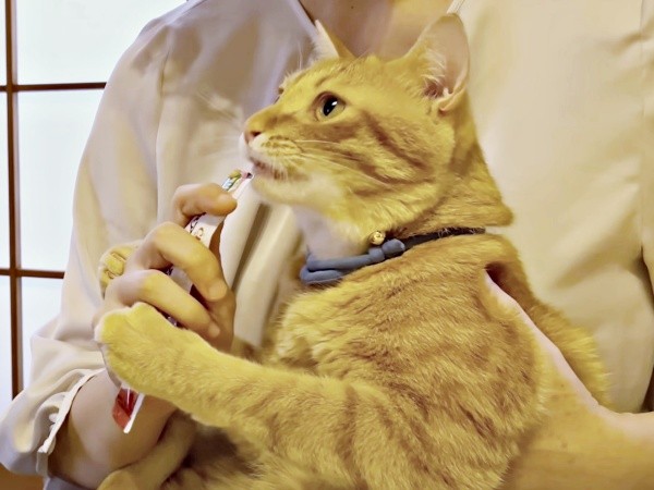 1歳を迎えたミックくん。抱っこされながらおやつをペロペロ（画像提供：ミックという猫さん）