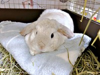 ケージのなかでまったり過ごすまふぃんくん（画像提供：まふぃん君さん）