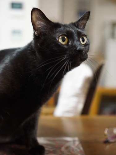 黒猫のエマ。400グラムに満たない小さな体で道端に座っていたところを泉美さんが保護しました