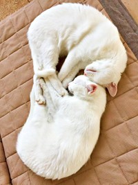 お迎えから2年後、おでこをくっつけて眠る心ちゃん、空ちゃん（画像提供：ねこいろ日記さん）