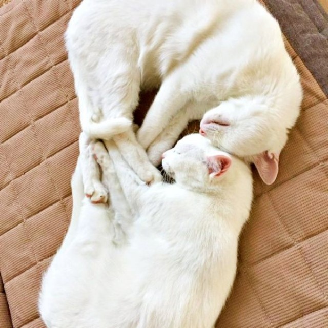 お迎えから2年後、おでこをくっつけて眠る心ちゃん、空ちゃん（画像提供：ねこいろ日記さん）