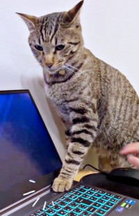 パソコンの電源ボタンを押したzozoくん（画像提供：zozoさん）