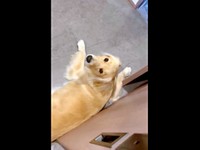 飼い主さんを見上げる心晴ちゃん（画像提供：ゴールデンレトリバーの心晴（こはる）さん）
