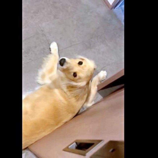 飼い主さんを見上げる心晴ちゃん（画像提供：ゴールデンレトリバーの心晴（こはる）さん）