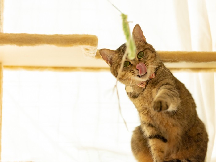 超絶デレデレな猫「イズ」 突然死した先代猫の分も愛される箱入り娘 