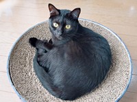 1歳を迎え、美しい乙女になったキキさん（画像提供：三田尻さん）