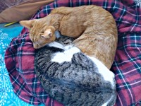 ぴったりとくっついて眠る（手前）ティダさん、（奥）先住猫・ノアさん（画像提供：むうむうとネコさん）