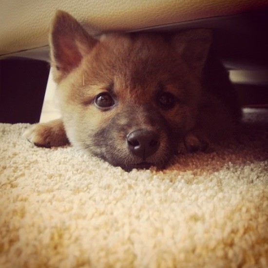 家にきたころの「こつぶ」