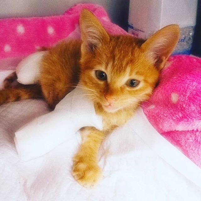 赤猫にゃー様　6㎜スティーブと1.75㎜ケーンの2点 赤猫にゃー様6㎜スティーブと1.75㎜ケーンの2点