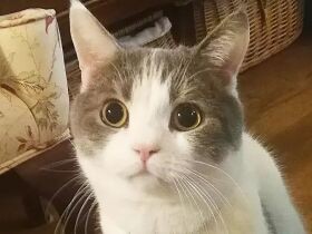 食べて遊んでバンザイ姿でおやすみなさい　スコティッシュストレートの「Luffie」