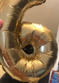 6歳のお誕生日おめでとう！（画像提供：黒猫のこねろくさん）