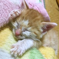 保護時、生後推定2カ月だったみやびちゃん（画像提供：ふみさん）