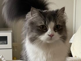 着地成功！　華麗なジャンプをしたスコティッシュストレート「ミーシャ」