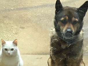 ゴメンなさ～い、お部屋に入れて　コロとナナが並んで反省