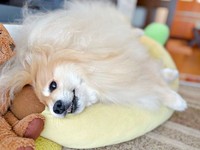 「起きたから撫でて」アピールするぽめおくん（画像提供：妖（よう）さん）