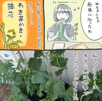 どの本にも『わき芽かき』のことは口酸っぱく書いてあった（おべちさん提供）