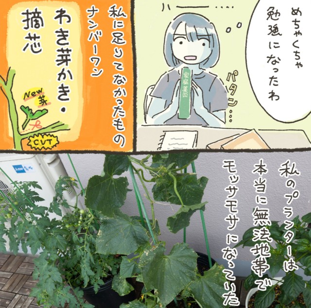 どの本にも『わき芽かき』のことは口酸っぱく書いてあった（おべちさん提供）