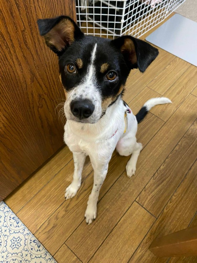 新たな家族サニー君、出会ったころはやせ細っていました