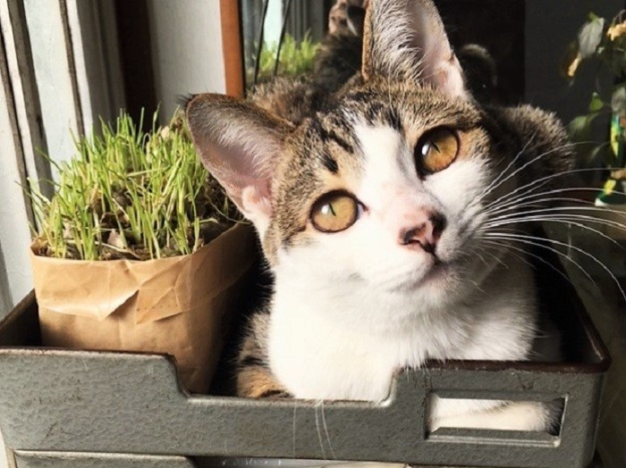 縁あって、農家の子になりました（尚子さん提供）