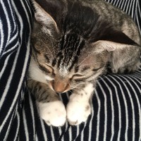 出かける準備をしているとひざに乗ってくる