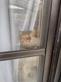 買い物に行くのを見送ってくれたというがじゅまるくん（はるとさん提供）