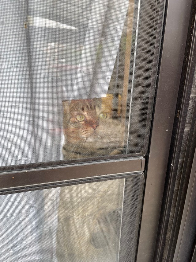 買い物に行くのを見送ってくれたというがじゅまるくん（はるとさん提供）