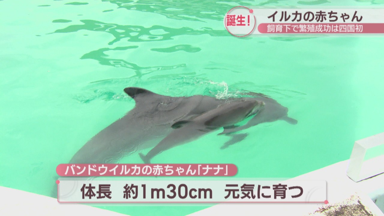 新屋島水族館でイルカの赤ちゃんが誕生！ 飼育下で繁殖成功は四国初 香川 | KSBニュース | KSB瀬戸内海放送