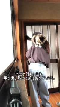 本堂へ向かう際は、飛び出しを防ぐため猫を抱いて移動する／禪桂寺さん（@ogaki.zenkeiji）提供