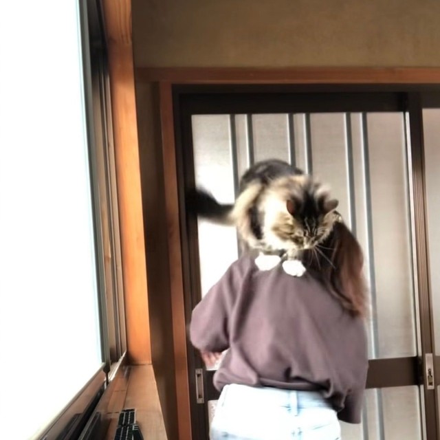本堂へ向かう際は、飛び出しを防ぐため猫を抱いて移動する／禪桂寺さん（@ogaki.zenkeiji）提供
