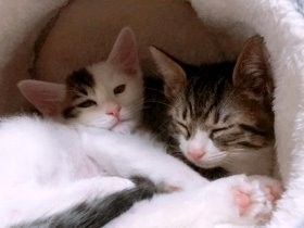 真夏の駐車場に捨てられた子猫2匹　一緒に同じ家に迎えられる