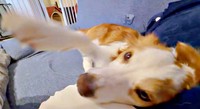 なでるのを止めるとーーパンチするるいちゃん（画像提供：るいとあおの日常さん）