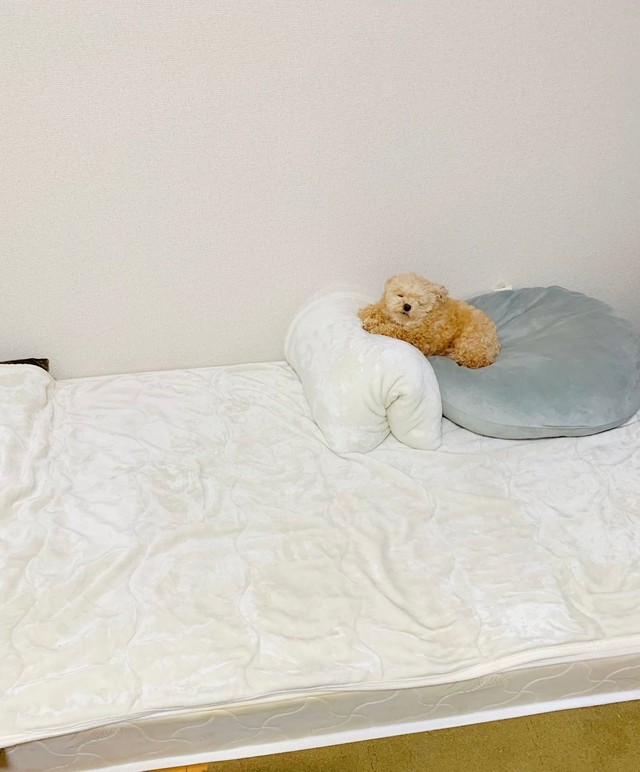 こんな使い方もある＝ポメプーふわちゃんさん（@Fuwancho319）提供