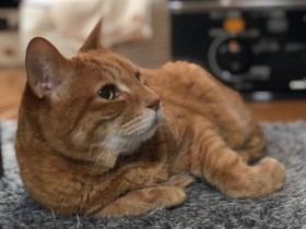 肌寒い昼下がりにストーブの前でまったりぬくぬく　茶トラ「ドリー」