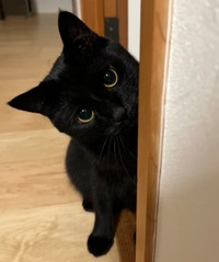 遊んで欲しいのかな？小首をかしげるしぐさが可愛らしい、うにくん（画像提供：うに3才さん）