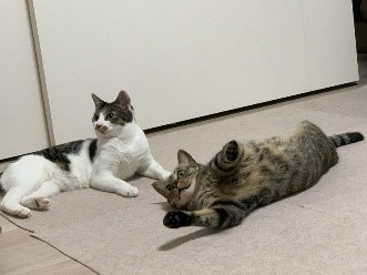 体がやわらかいゆずちゃん、体ひねりすぎでは？（石川さん提供）