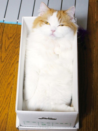 「箱入り娘」（へそ天にゃんこ/三笠書房）